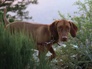 Kona