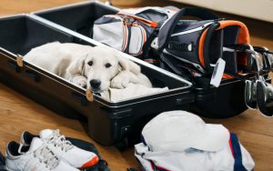 Cute dog in golf case