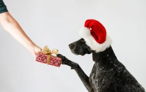 Cute Dog Santa getting gift
