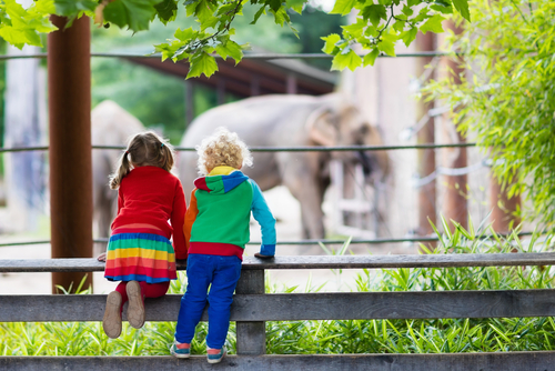 Case Study: Beloved Zoo Reopening with New Safety Measures Post-Covid Surpasses CPA Goal By 91% With Bidtellect