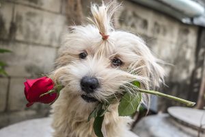 puppy holding rose Valentine's Day digital marketing