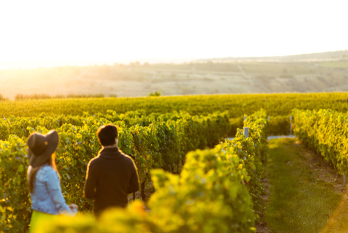 Case Study: Winery Surpasses CTR Goal With Bidtellect Thanks To Creative, Mobile Engagement