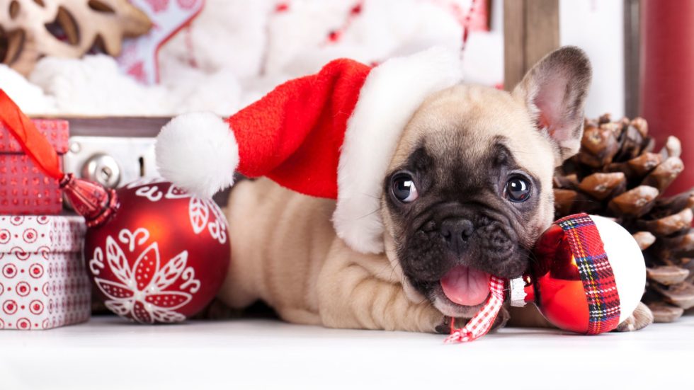 cute holiday puppy with santa hat and christmas holiday decorations for holiday advertising creative best practices holiday trends